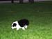 2005_06_07 056 Foster Exploring the Yard