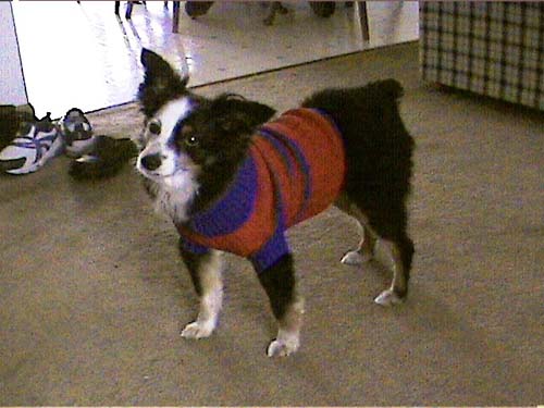 2003_12_22 164 Sydney with His Sweater