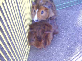 Guinea Pigs 4