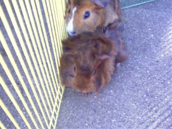 Guinea Pigs 5