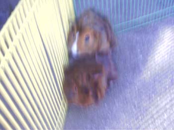 Guinea Pigs 6