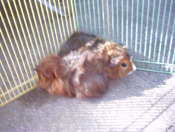 Guinea Pigs 8